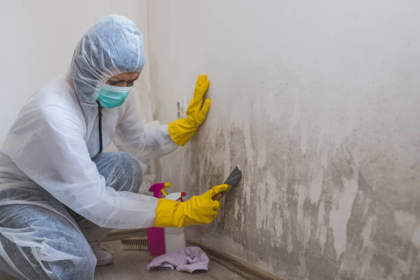 Best Mold Damage Restoration  in Wolfforth, TX